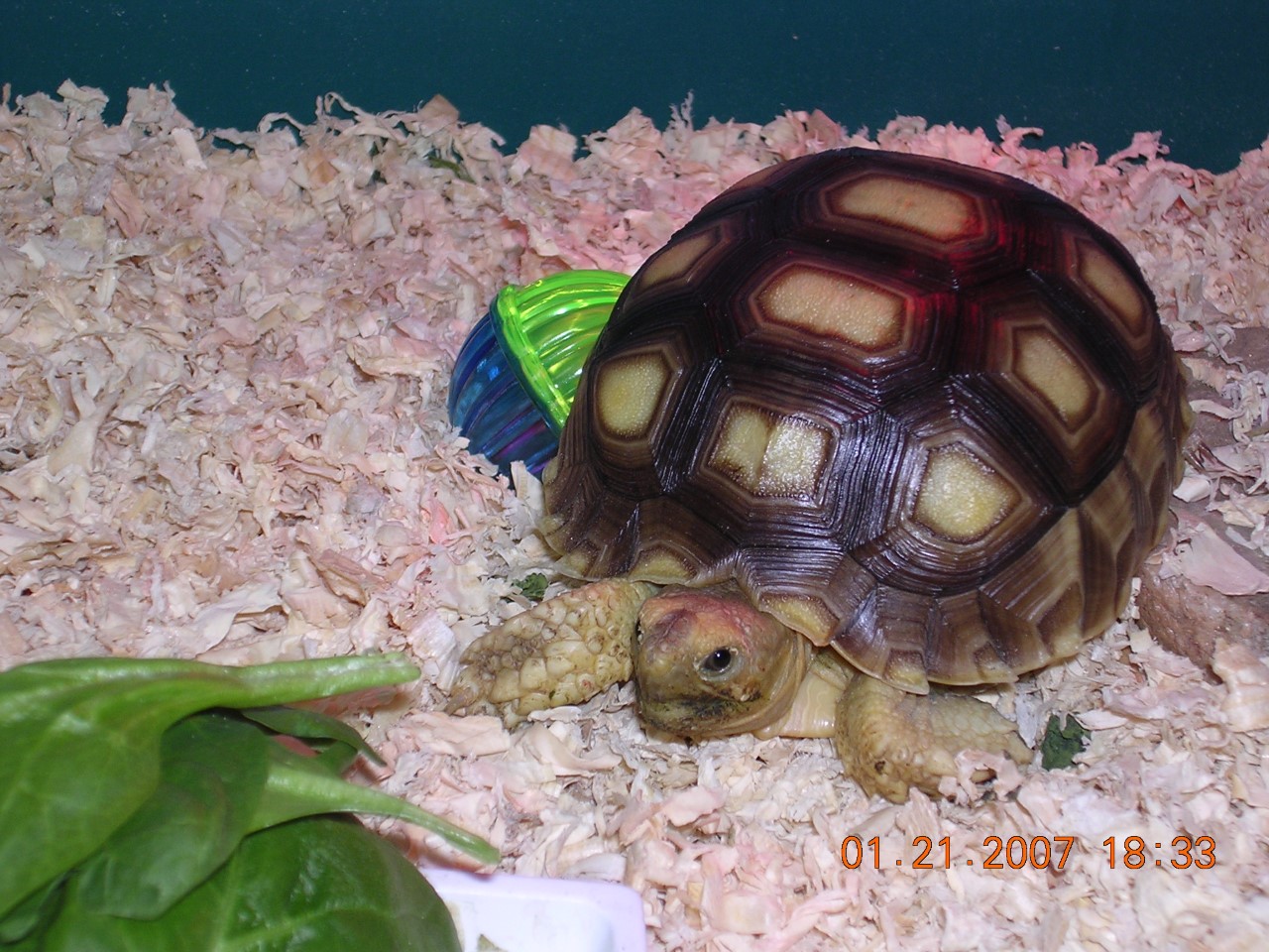 Photo of Snorkel as a little baby tortoise