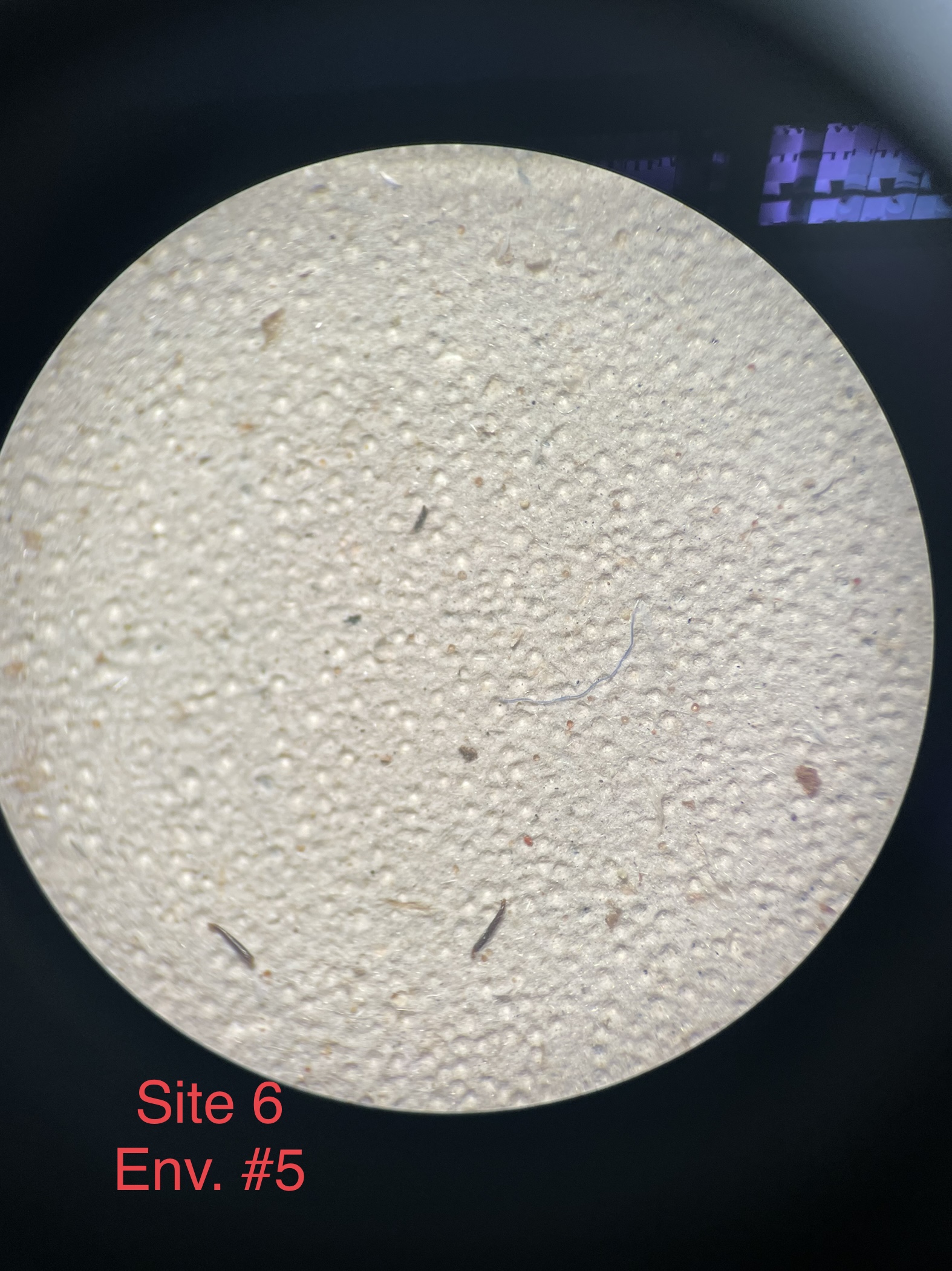 A Petri dish