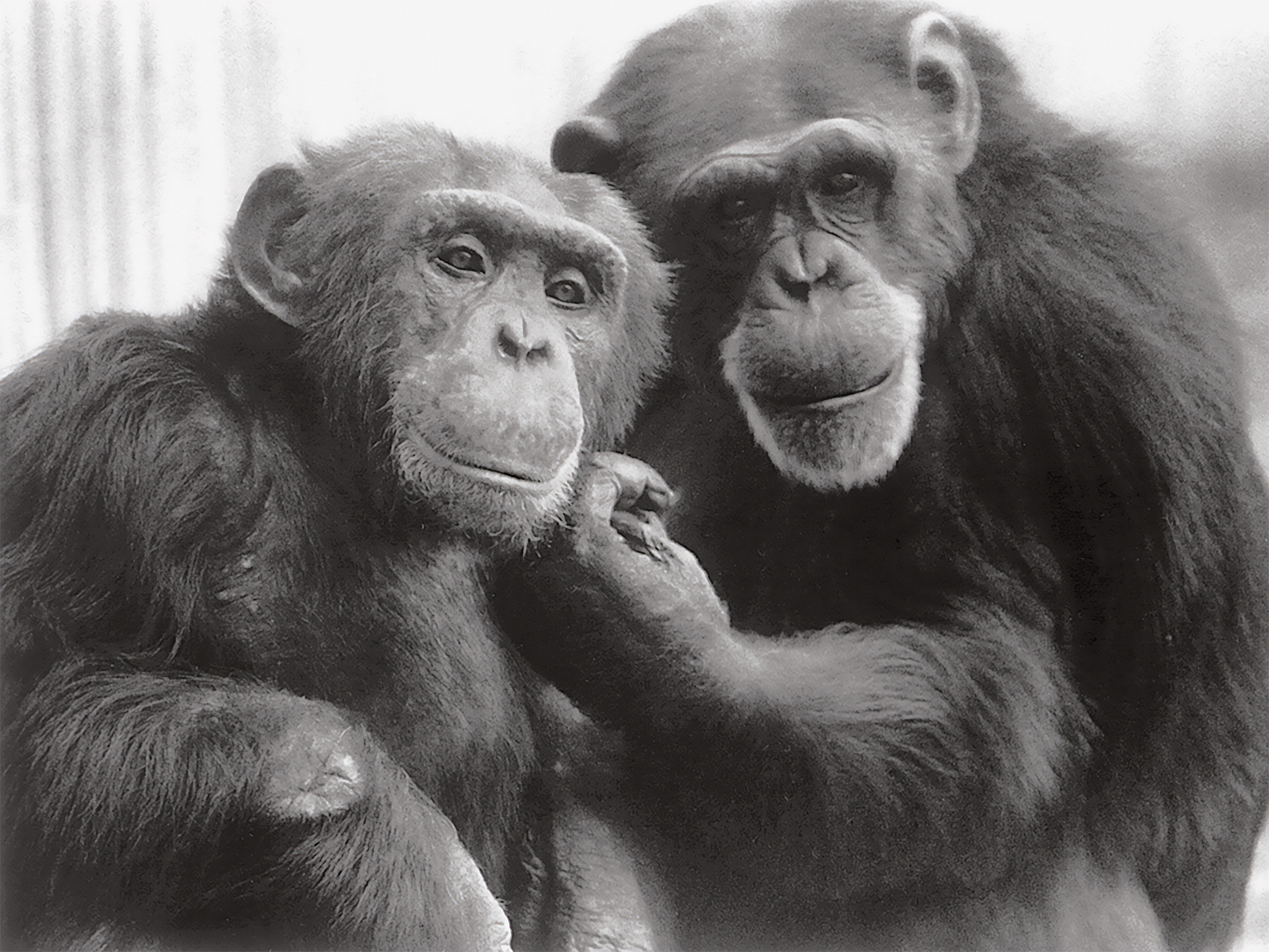 Photo of Washoe and Loulis