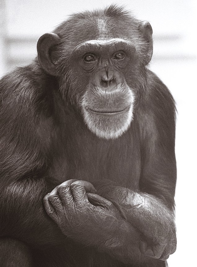 Washoe the chimpanzee photographed on the CWU campus