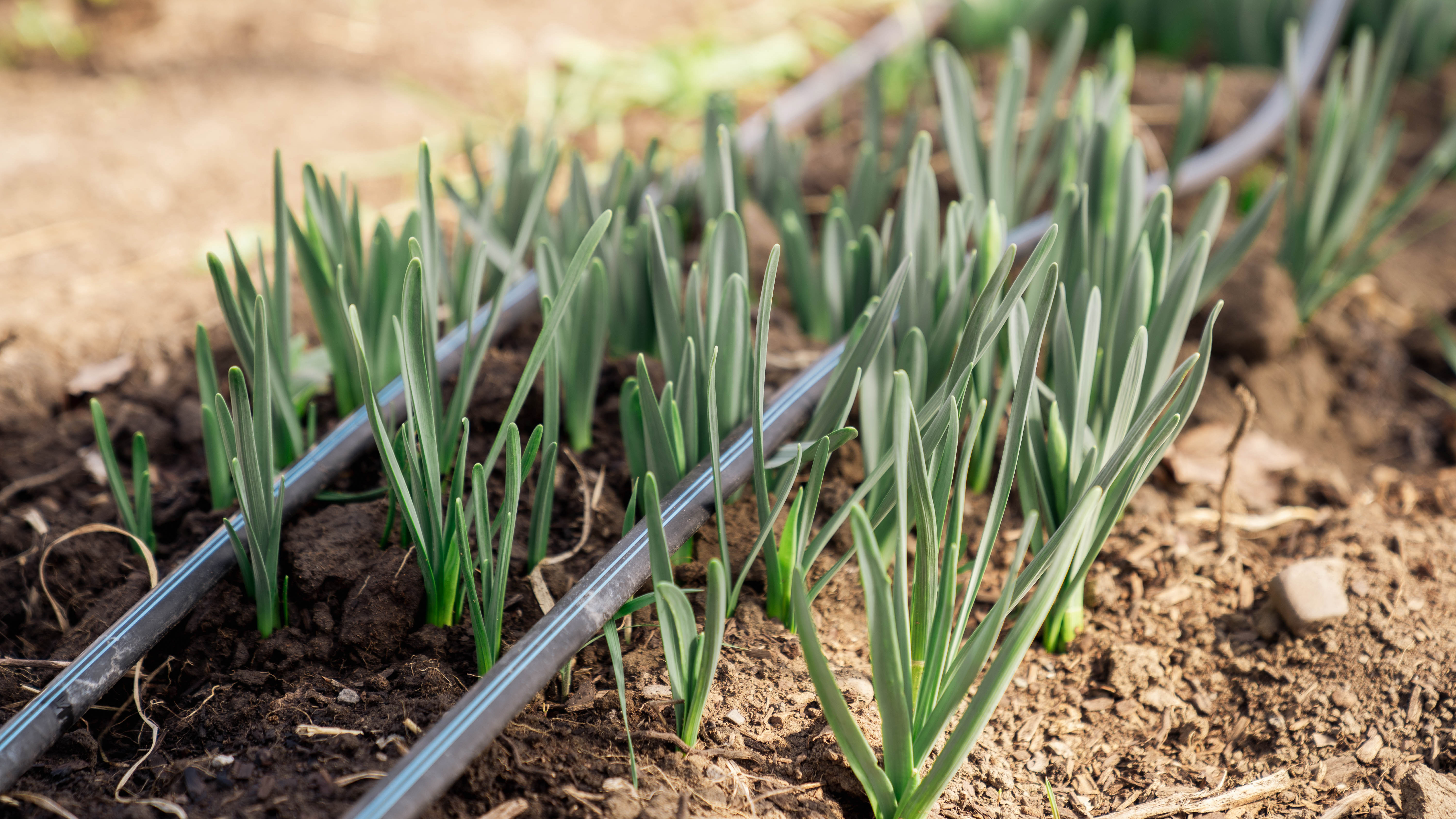 A close up shot of grass looking succulent type plants growing out of the dirt.