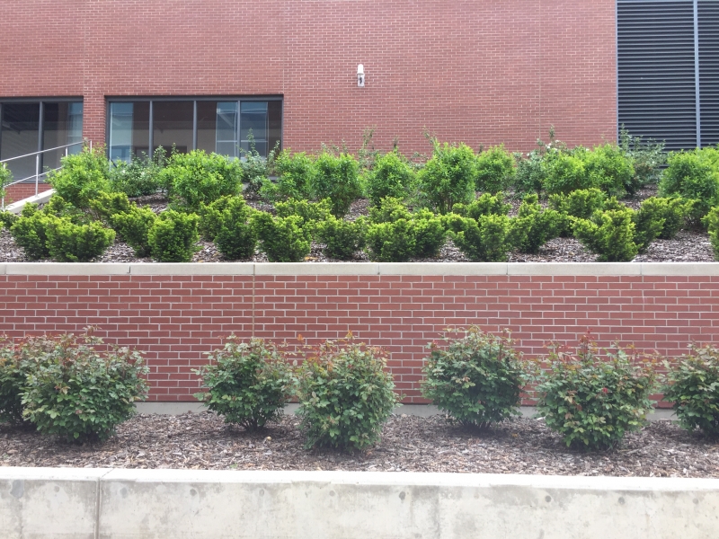 Bushes