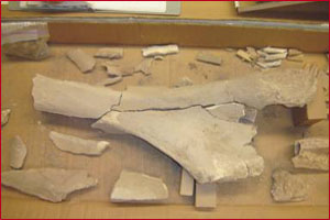 Mammoth bones