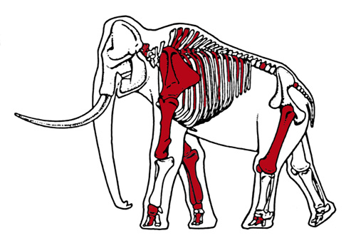Mammoth Skeleton