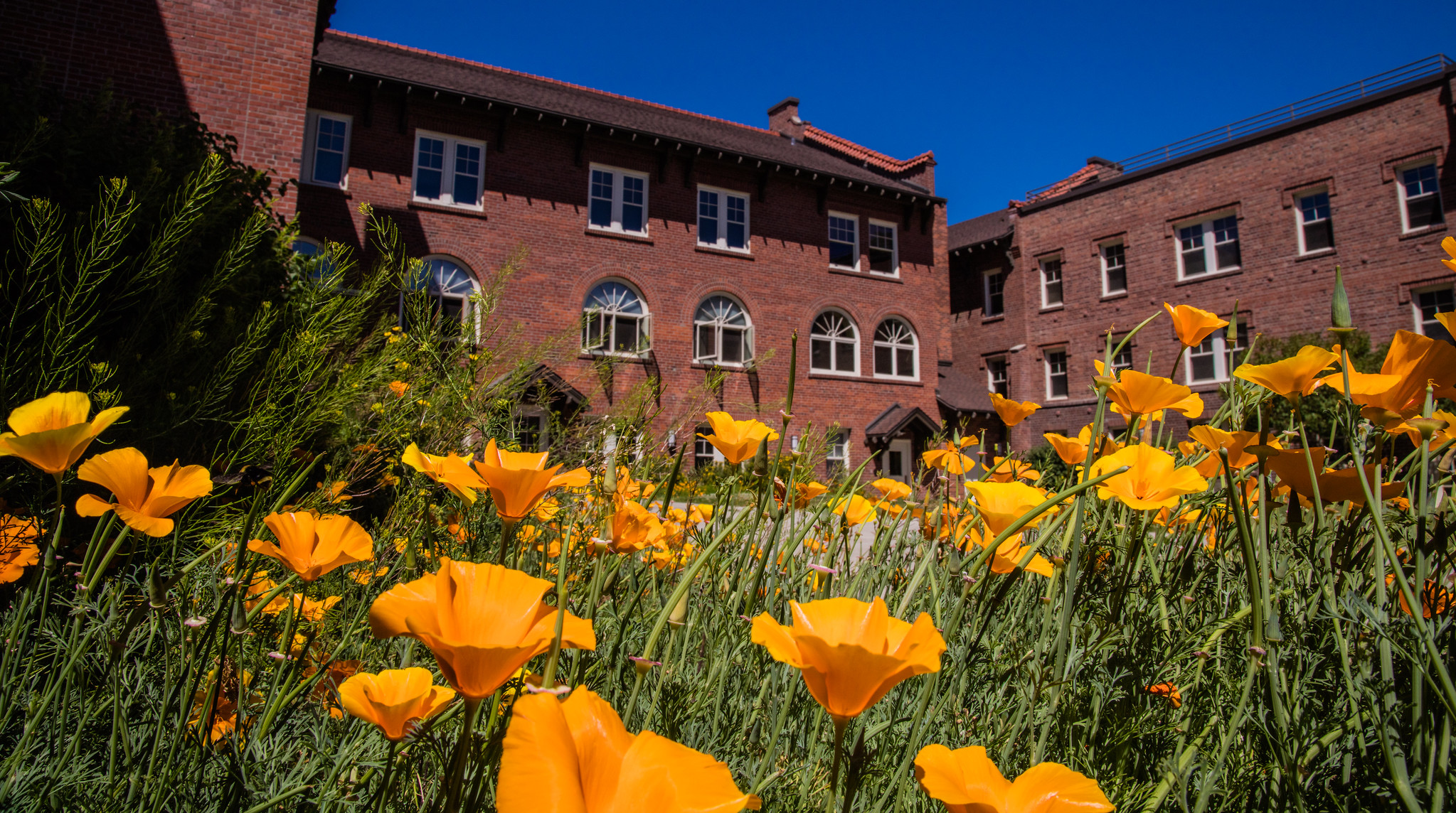 cwu-kamola-hall-in-summer: Yellow flowers blooming outside of the CWU Kamola Residence Hall. 