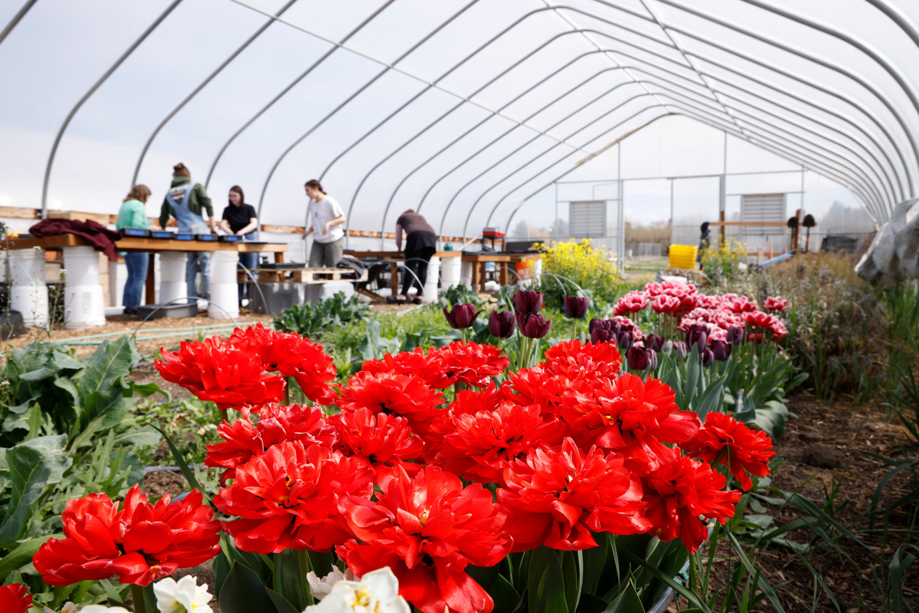 Students in high tunnels working on planting things