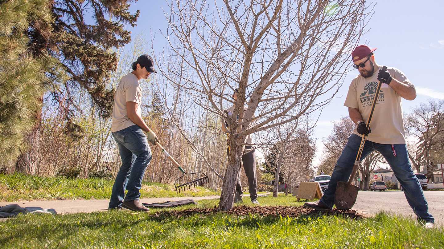 students taking care of landscaping around a tree