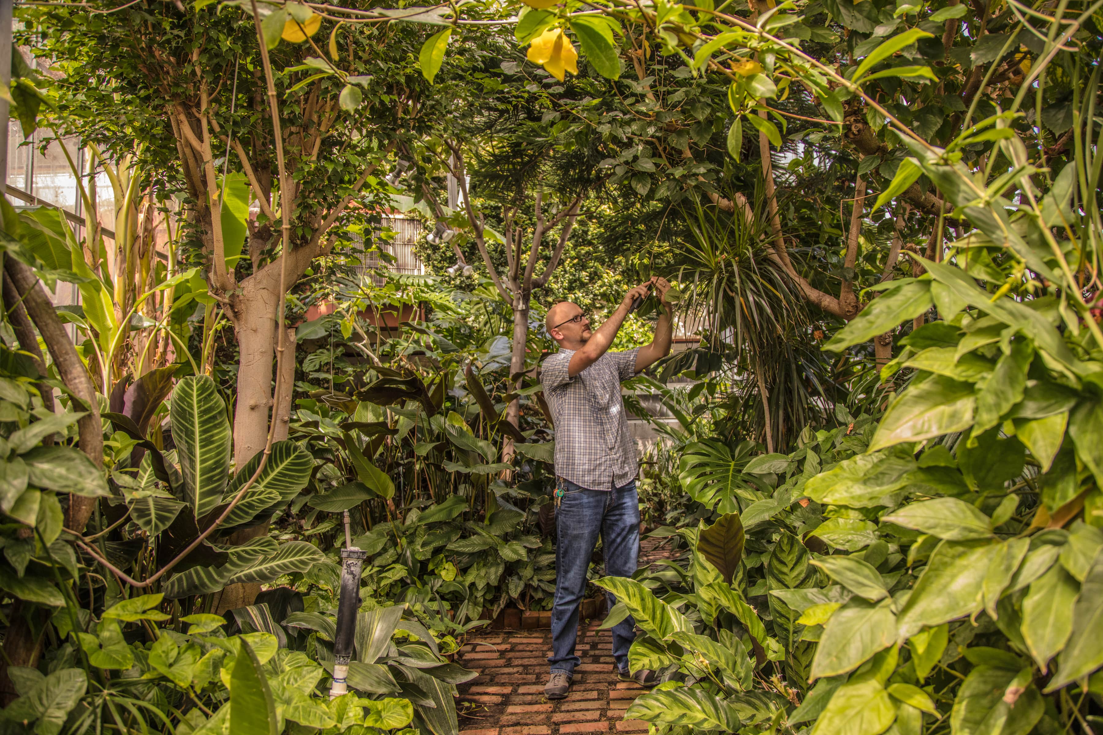 Professor in the greenhouse looking at a banana plant.