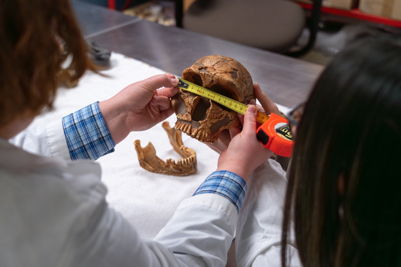 Skull being measured in the clasroom.