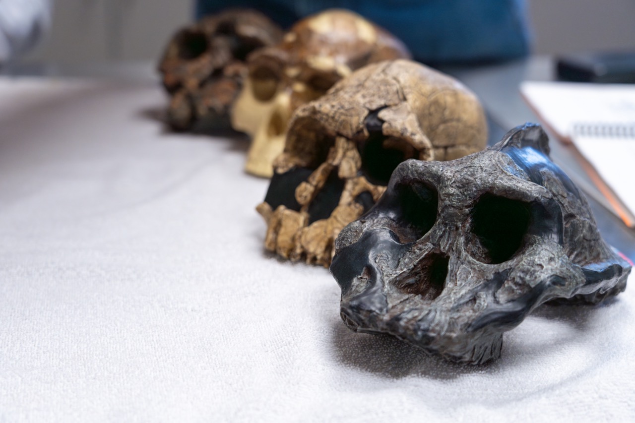 Primate skulls