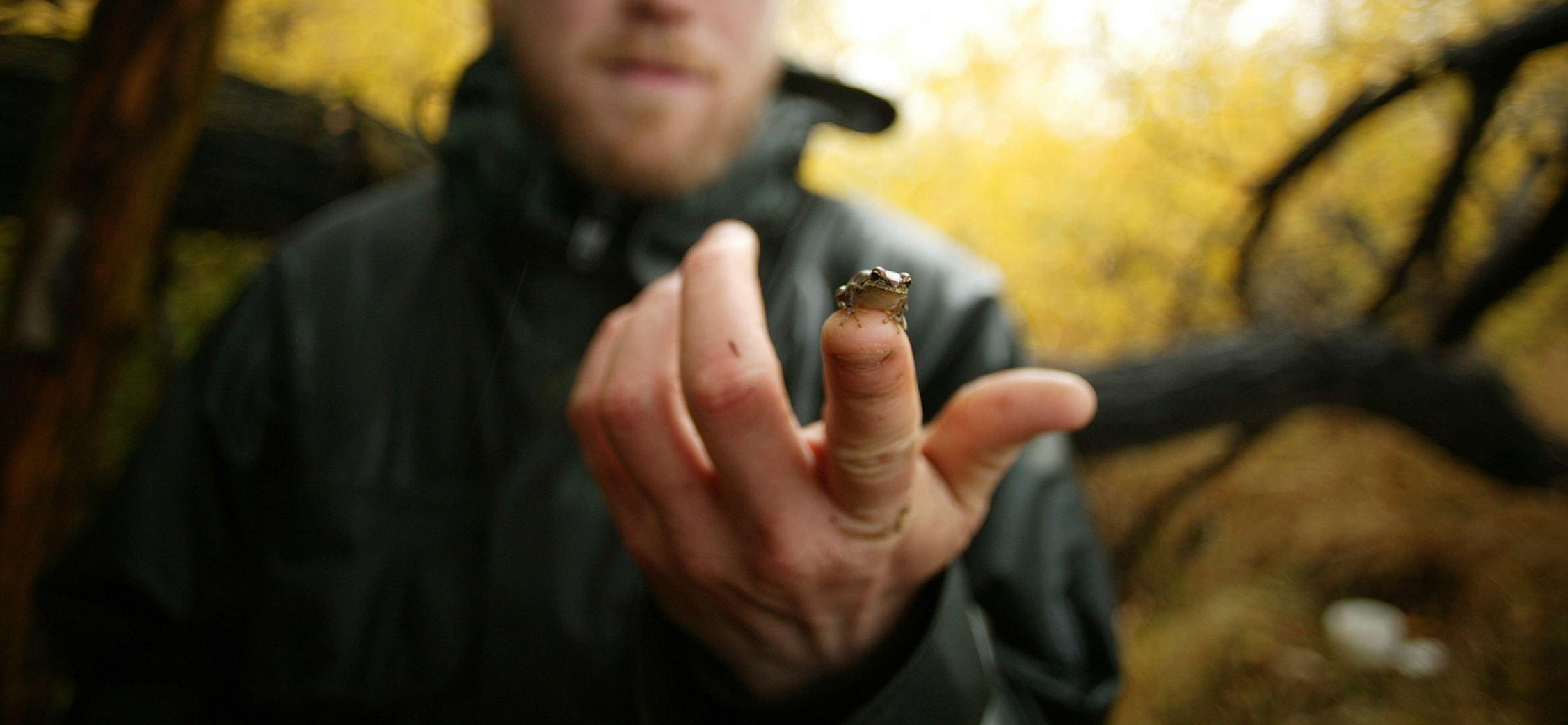 Tiny frog on a person's finger. 