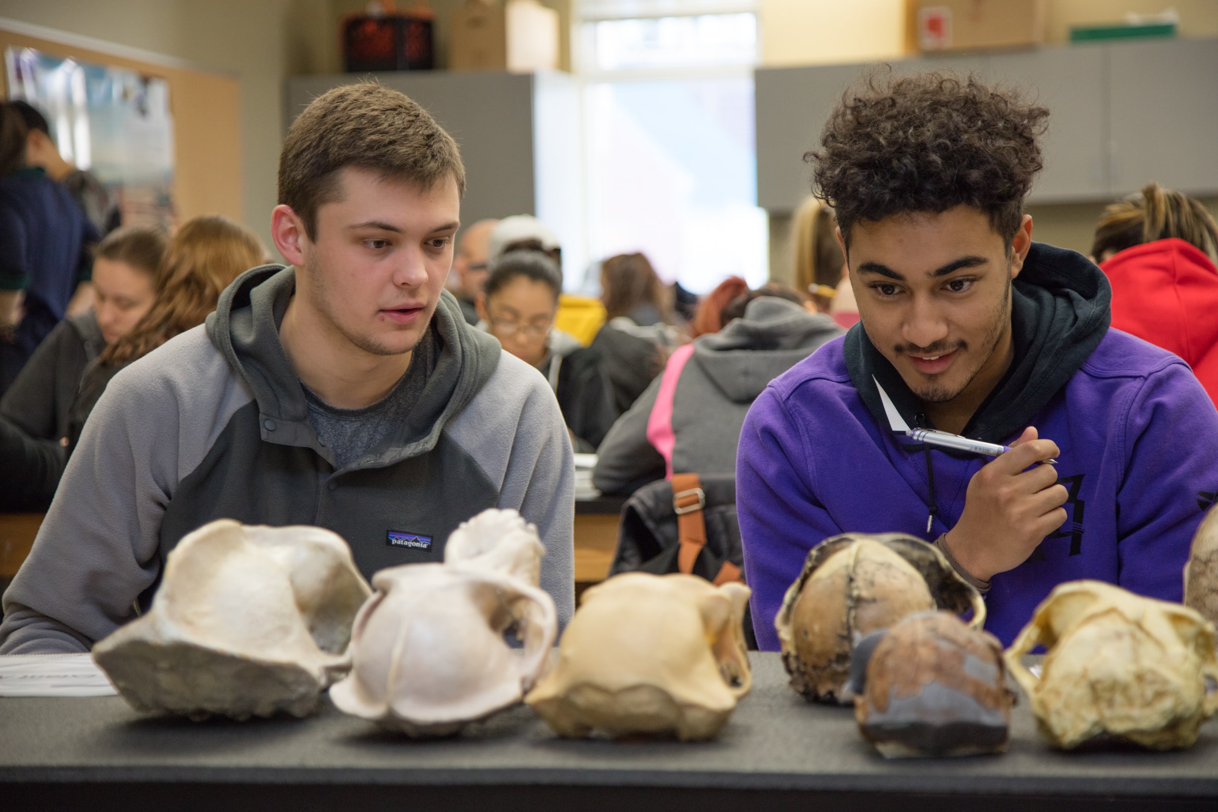 Two students looking at primate skulls