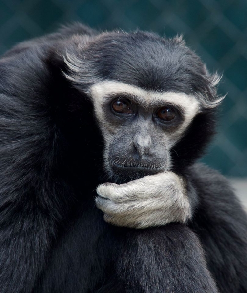 picture of a gibbon for gcc research