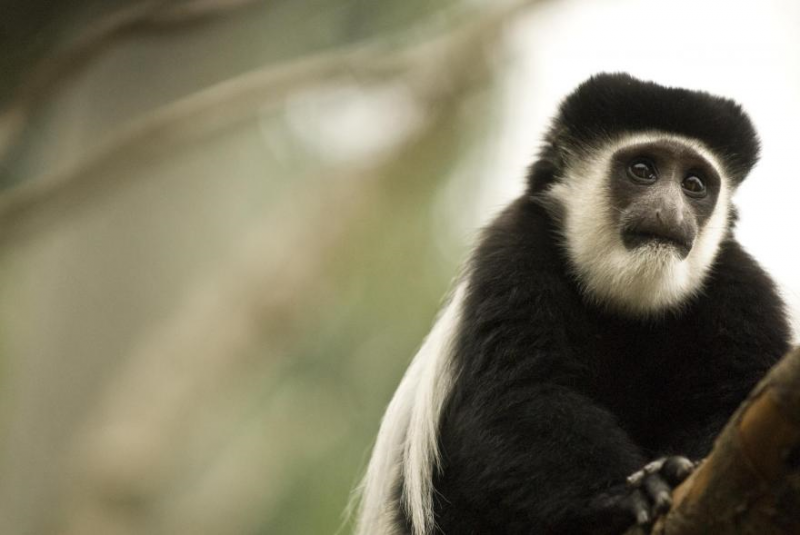 picture of a monkey for oregon zoo