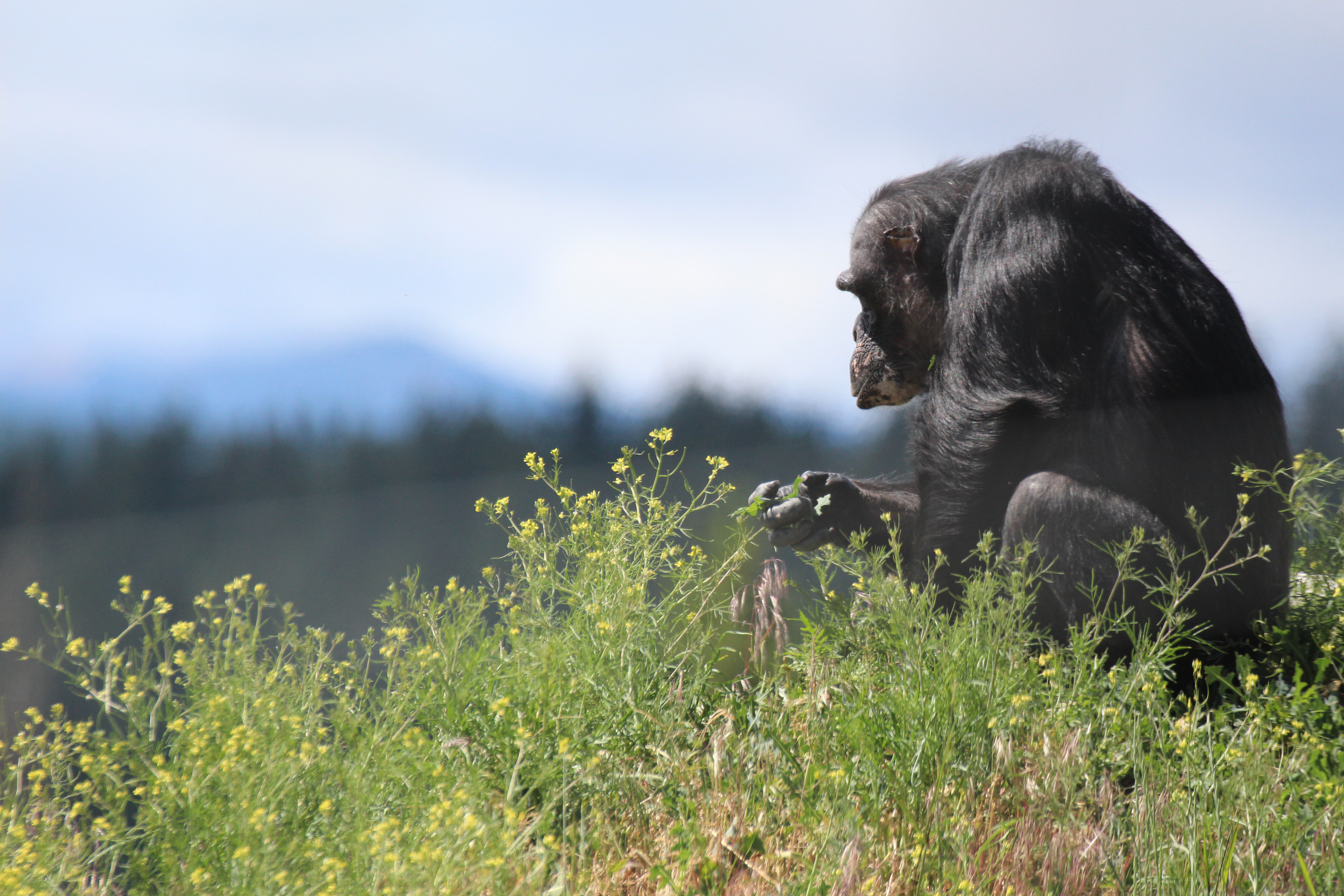 Image of chimpanzee 