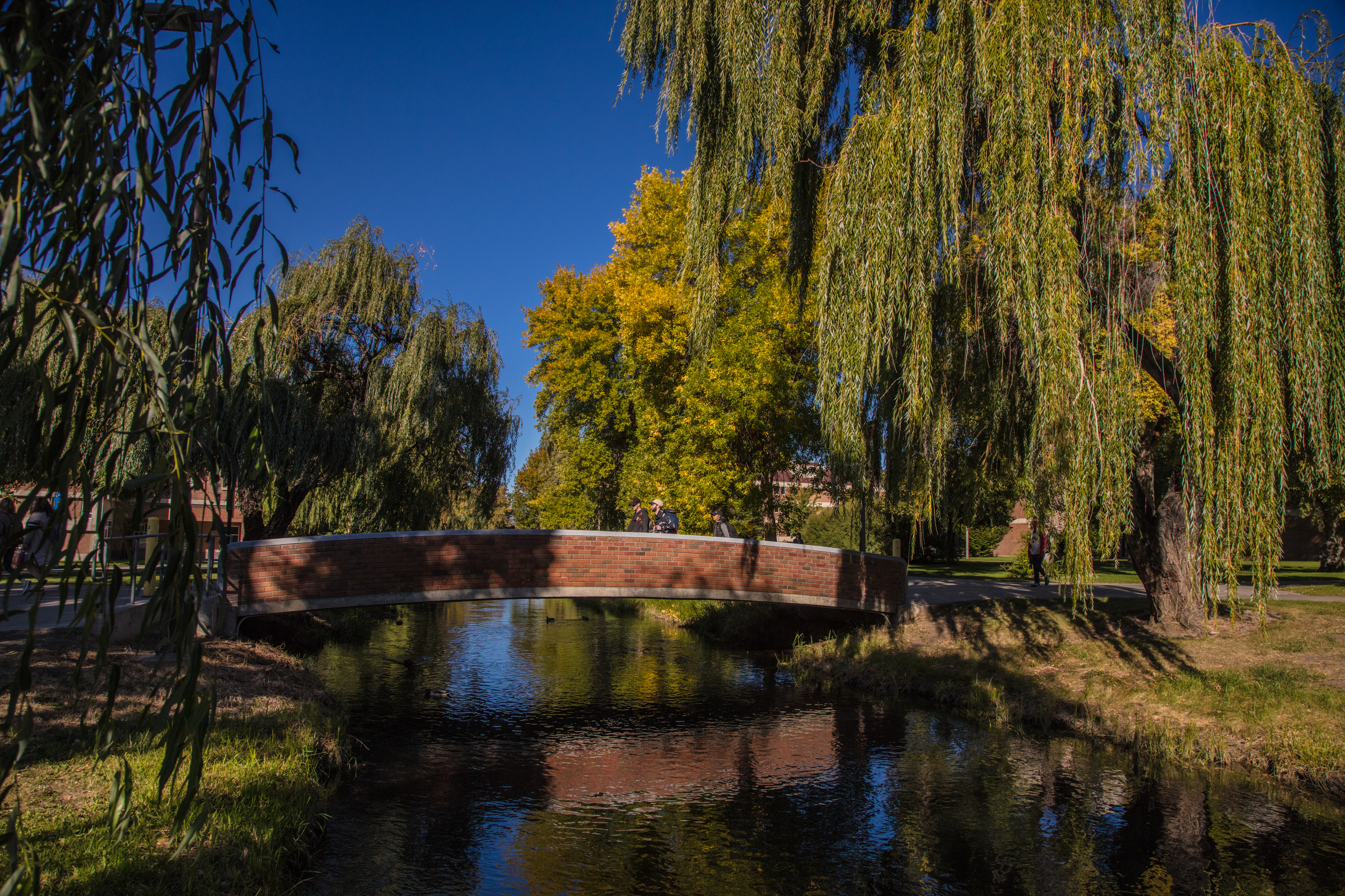 CWU campus bridge with willow trees.